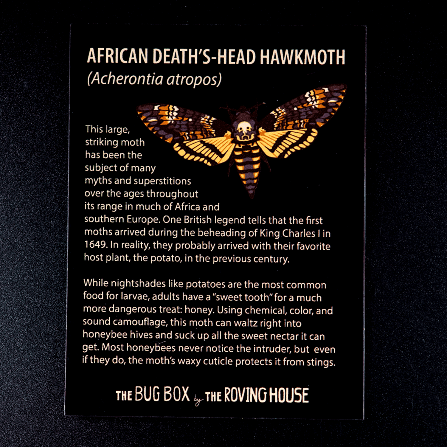 Bug Box Fact Magnets by The Roving House