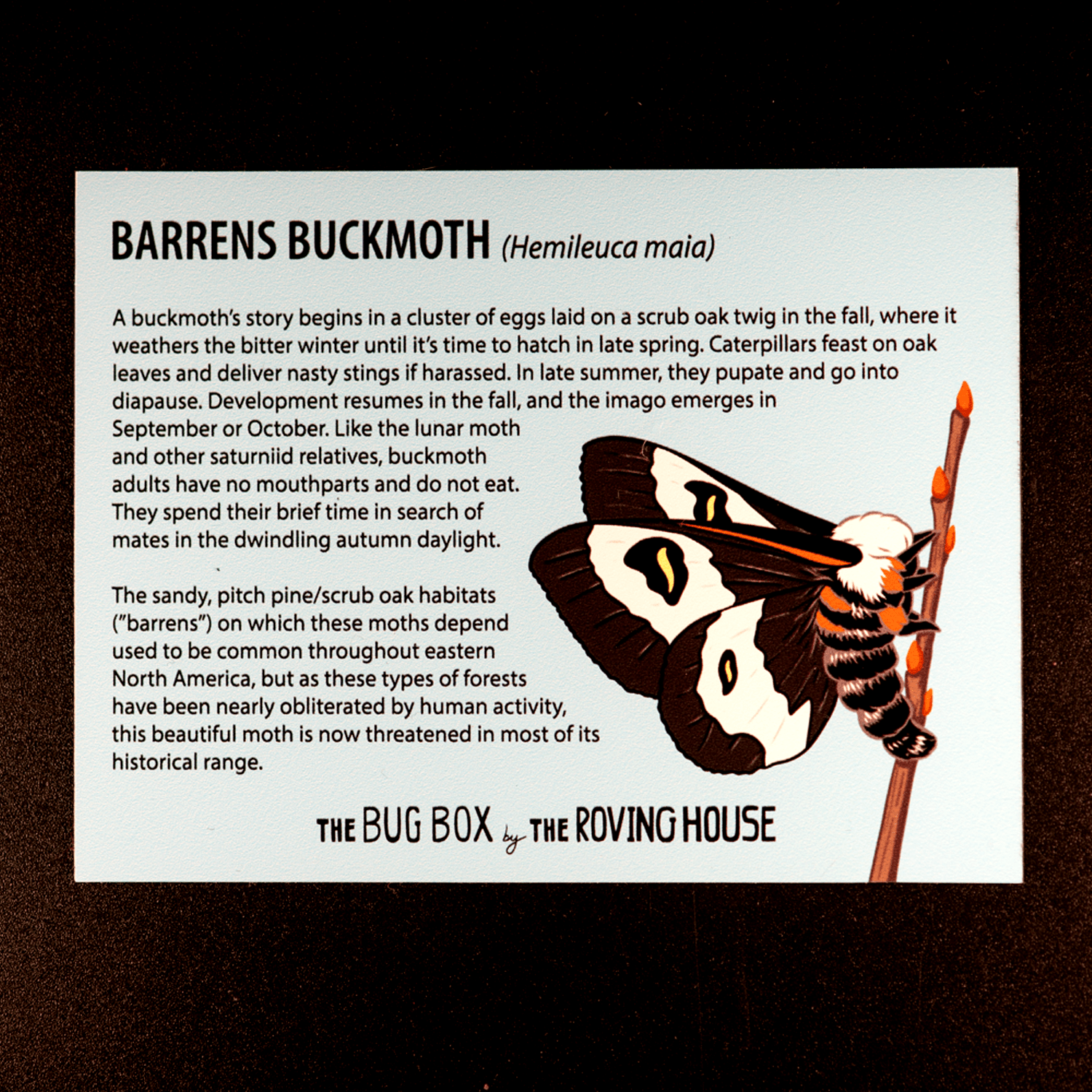 Bug Box Fact Magnets by The Roving House