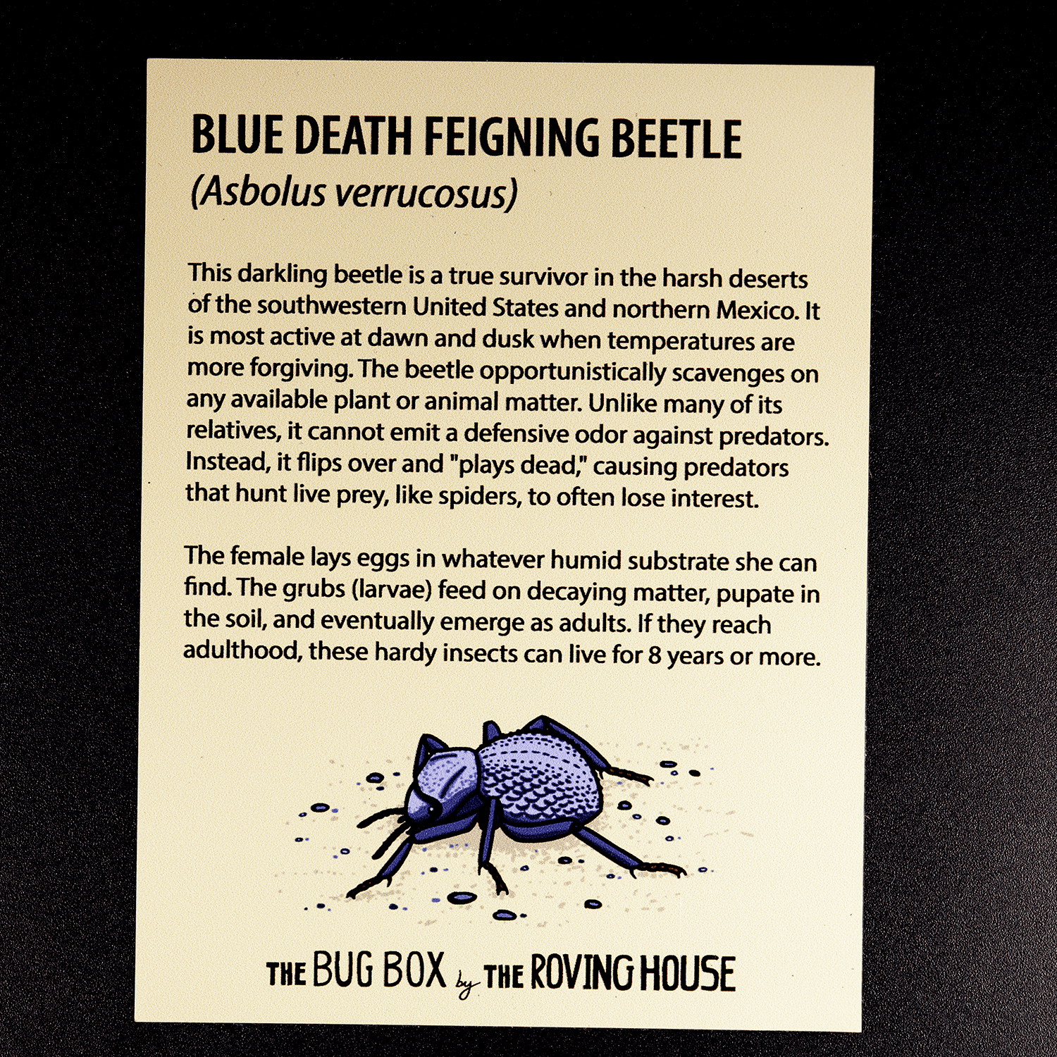 Bug Box Fact Magnets by The Roving House