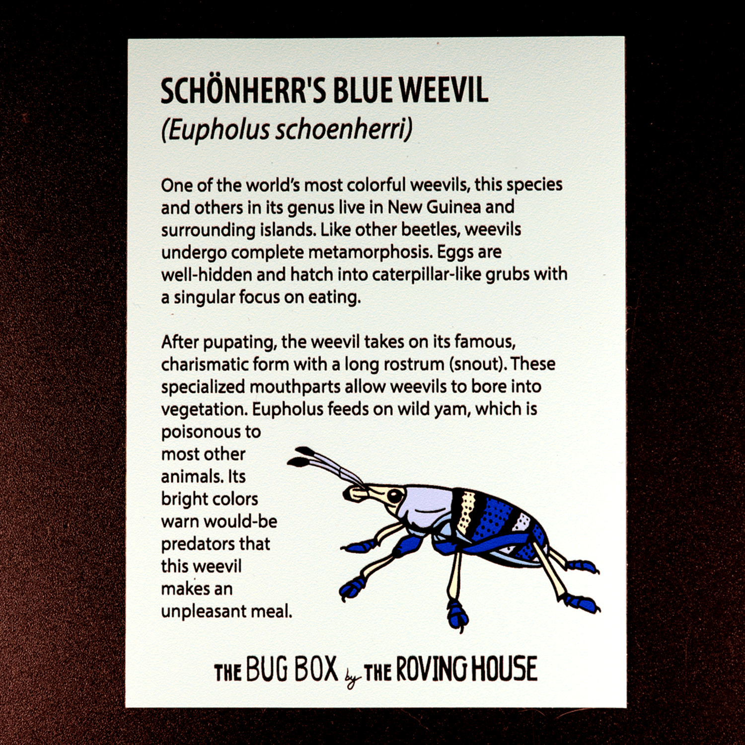 Bug Box Fact Magnets by The Roving House