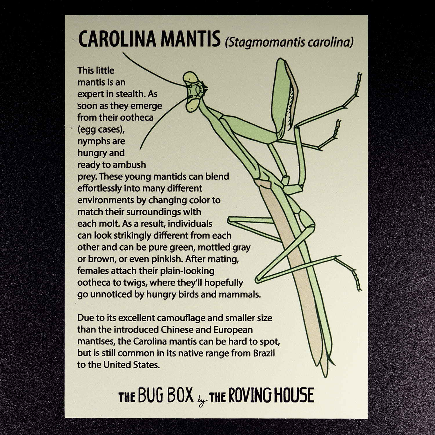 Bug Box Fact Magnets by The Roving House