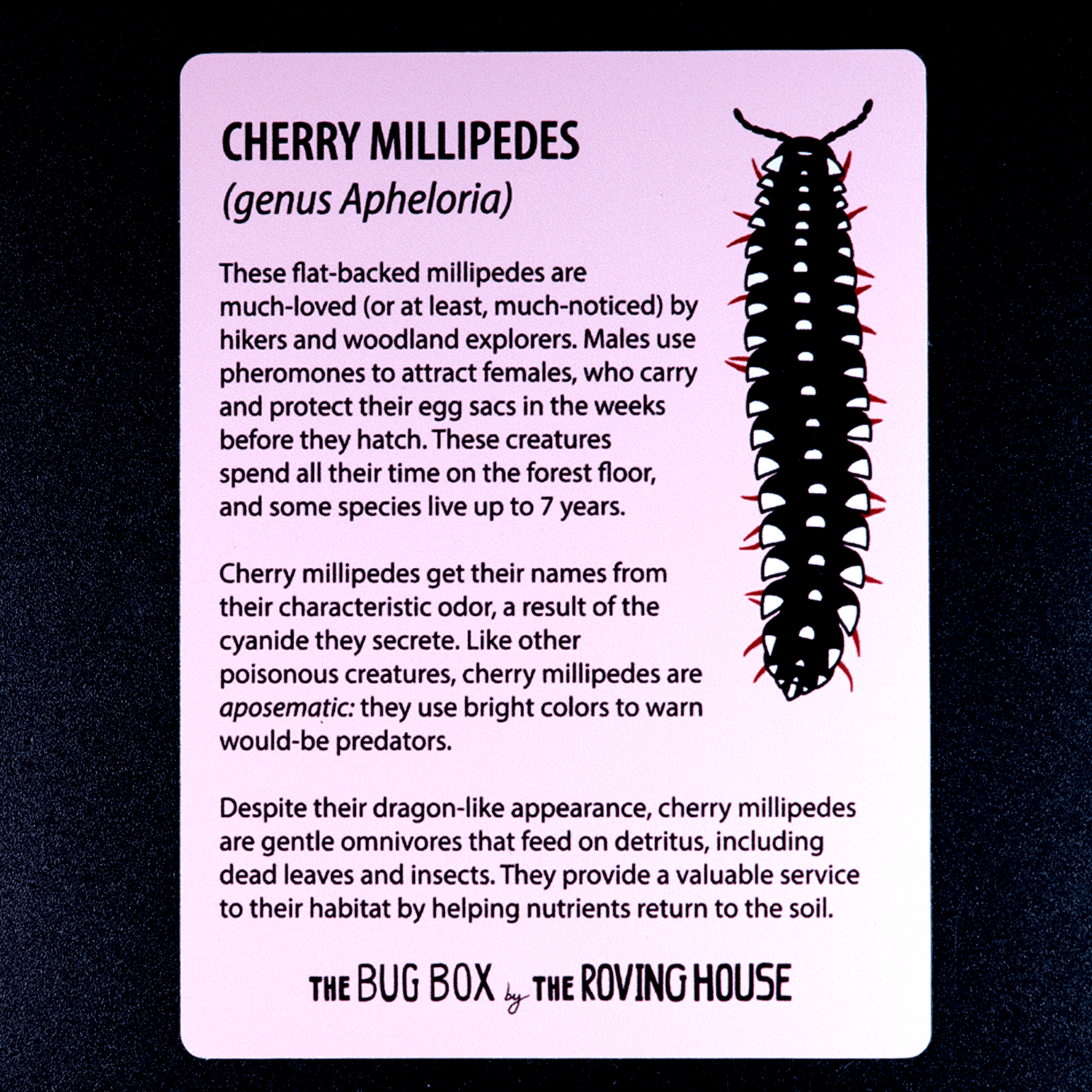 Bug Box Fact Magnets by The Roving House