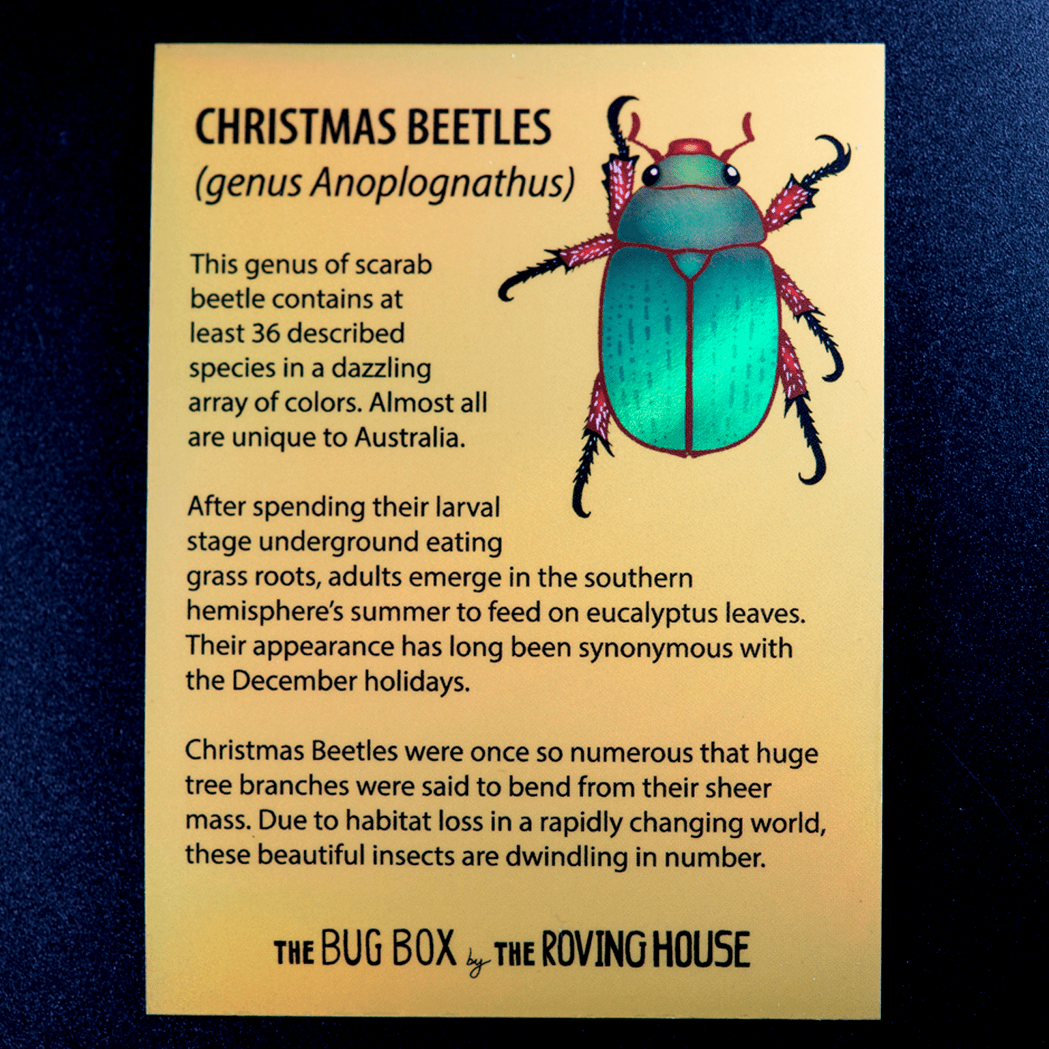 Bug Box Fact Magnets by The Roving House