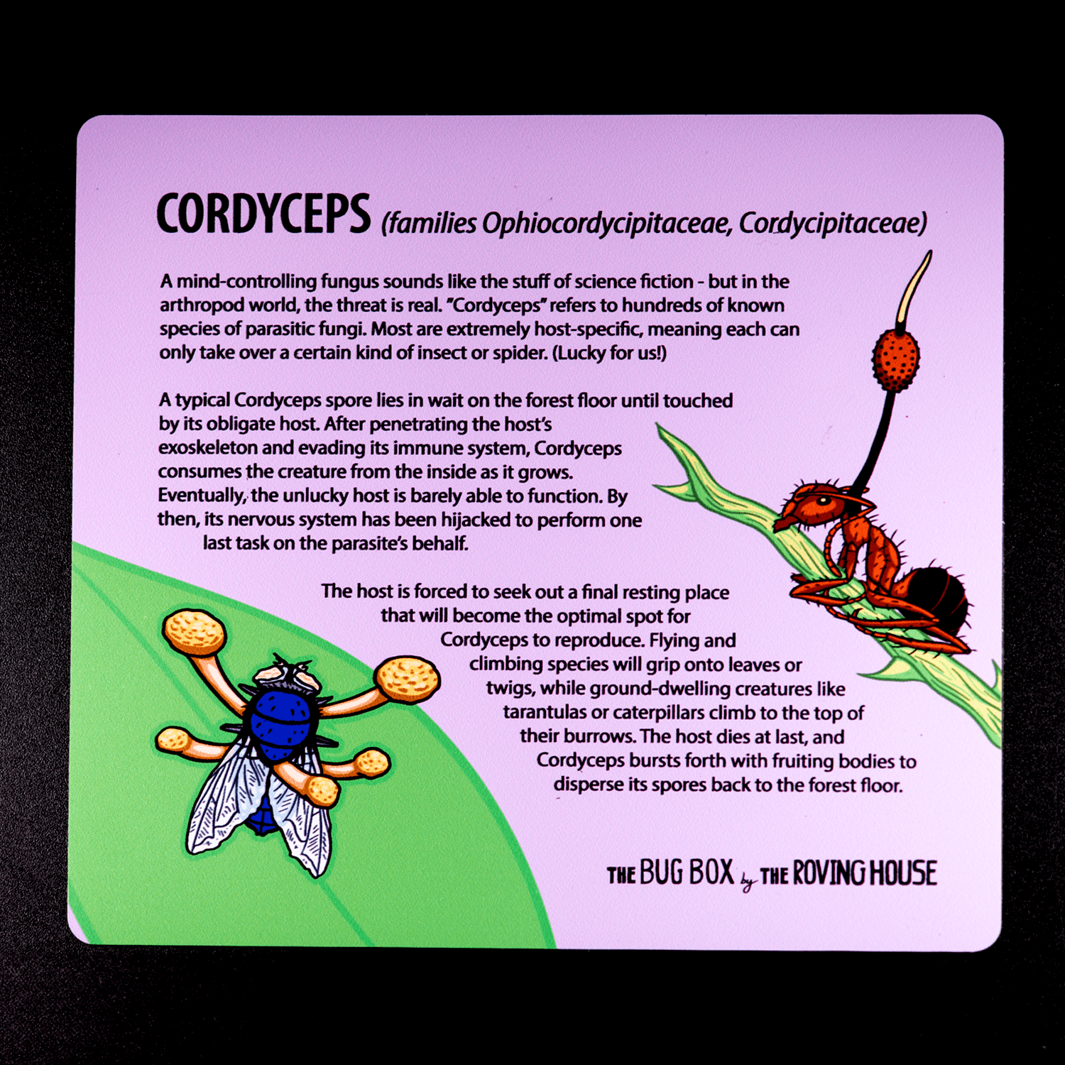 Bug Box Fact Magnets by The Roving House