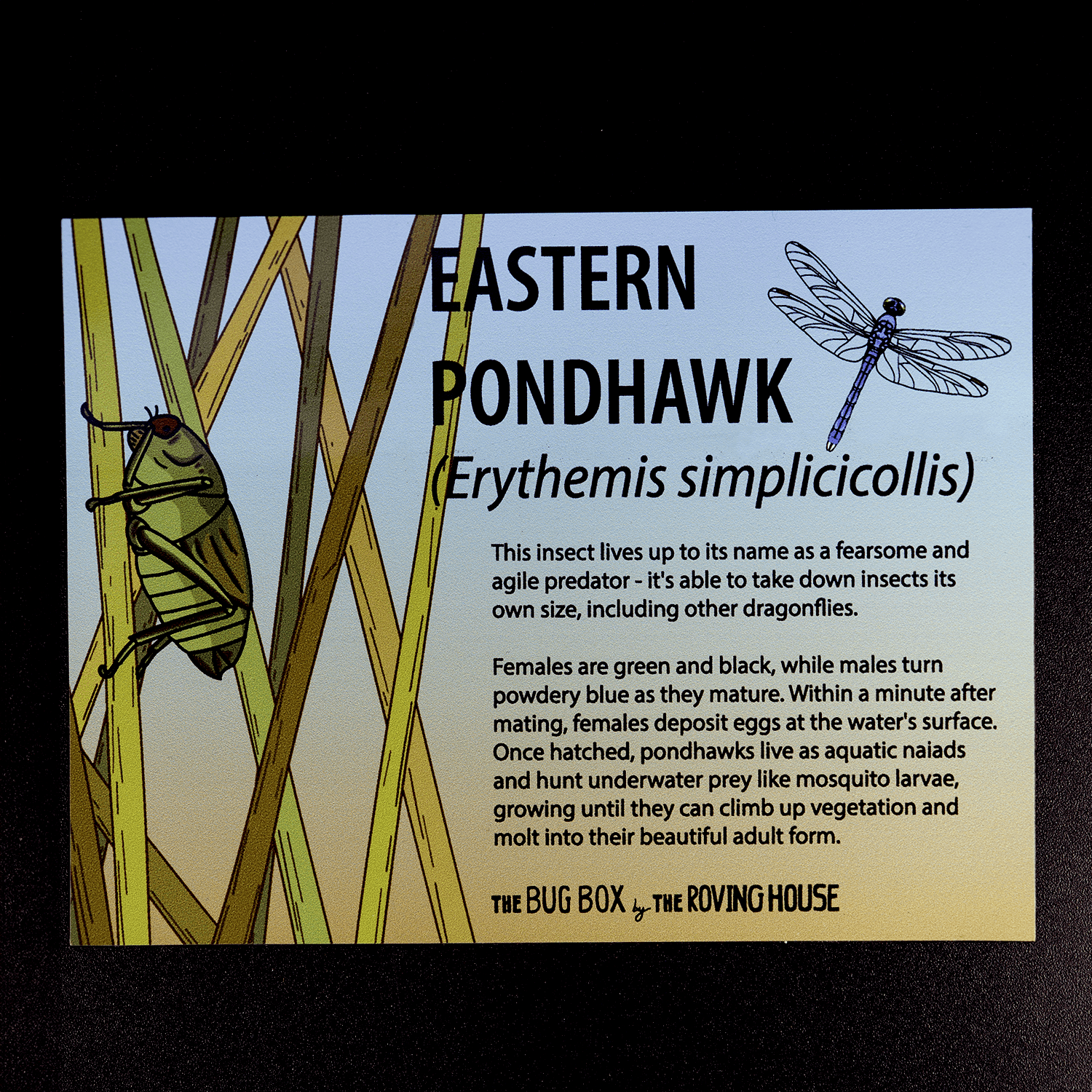 Bug Box Fact Magnets by The Roving House