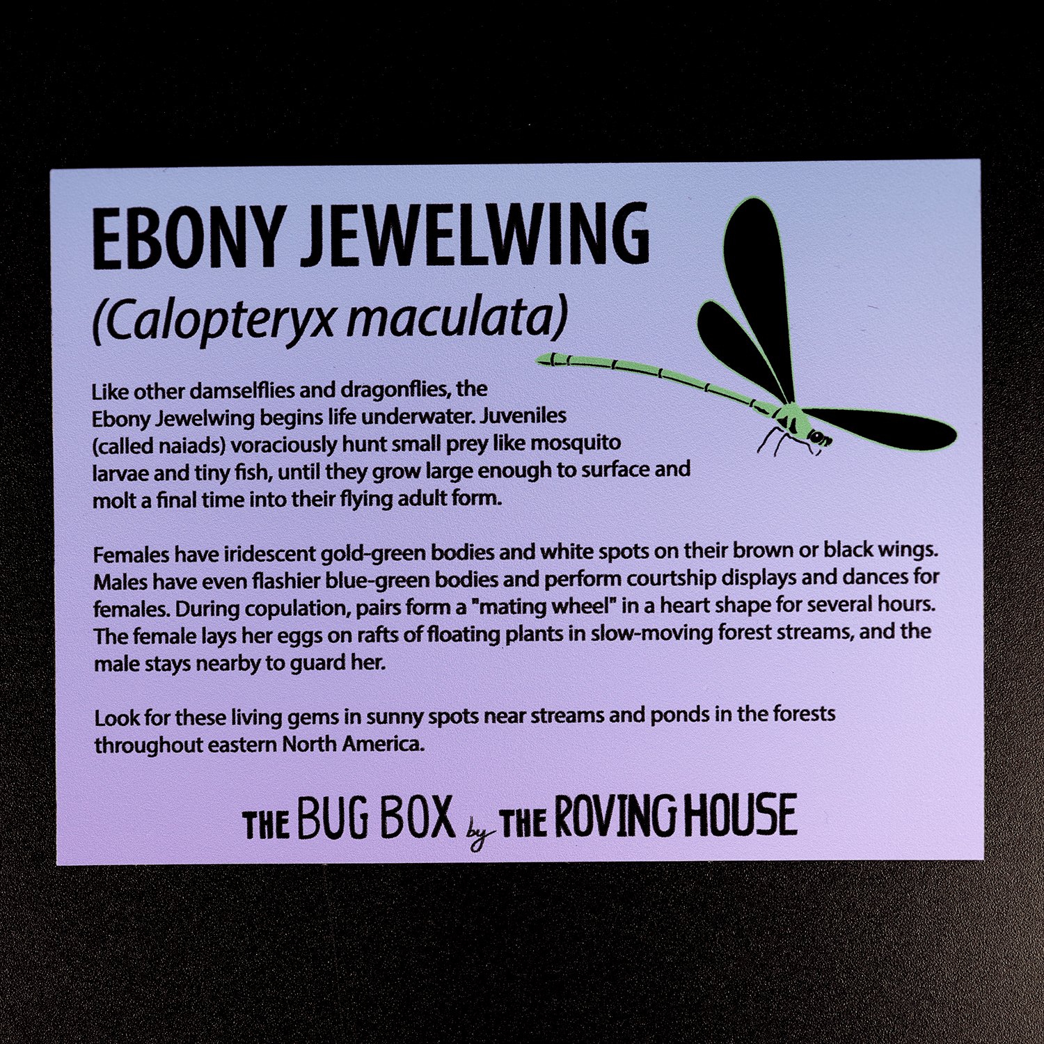 Bug Box Fact Magnets by The Roving House