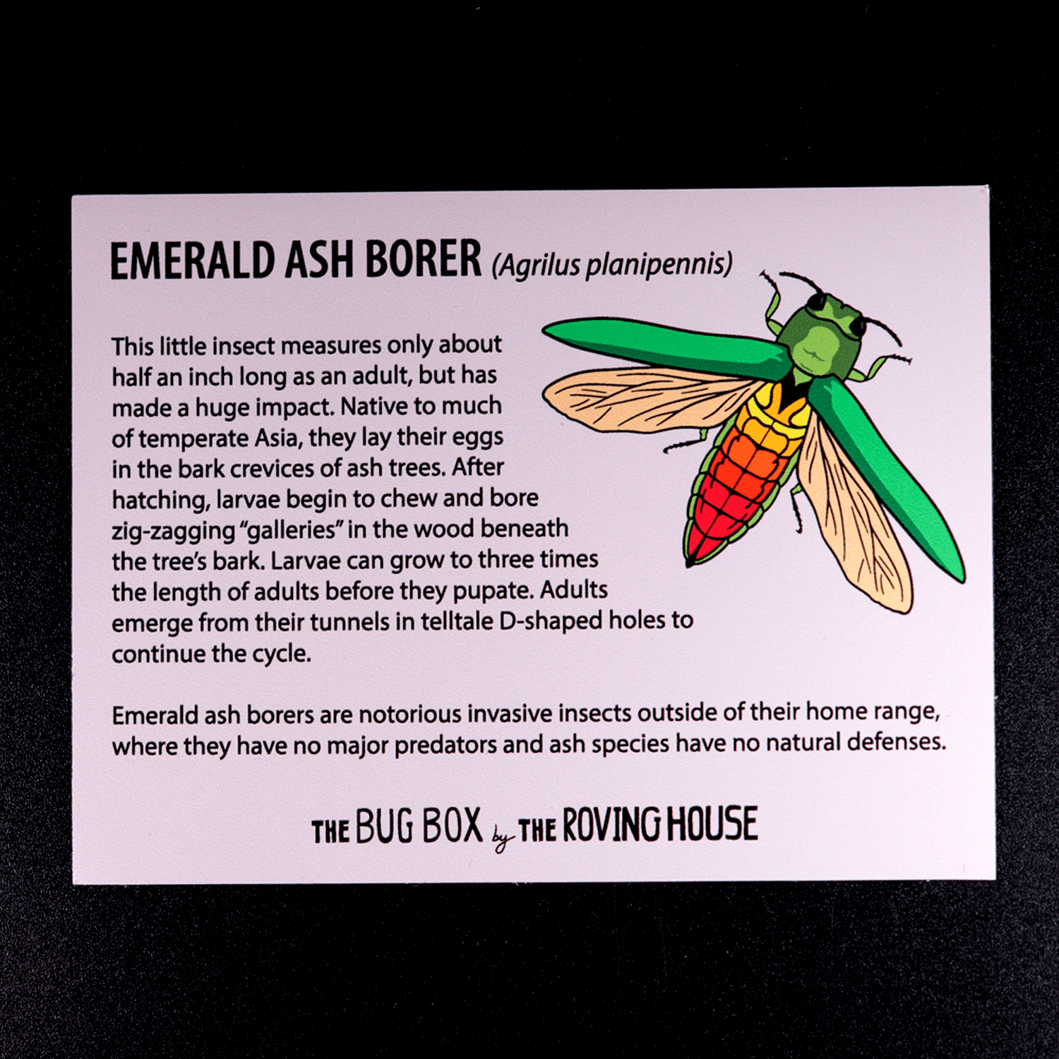 Bug Box Fact Magnets by The Roving House