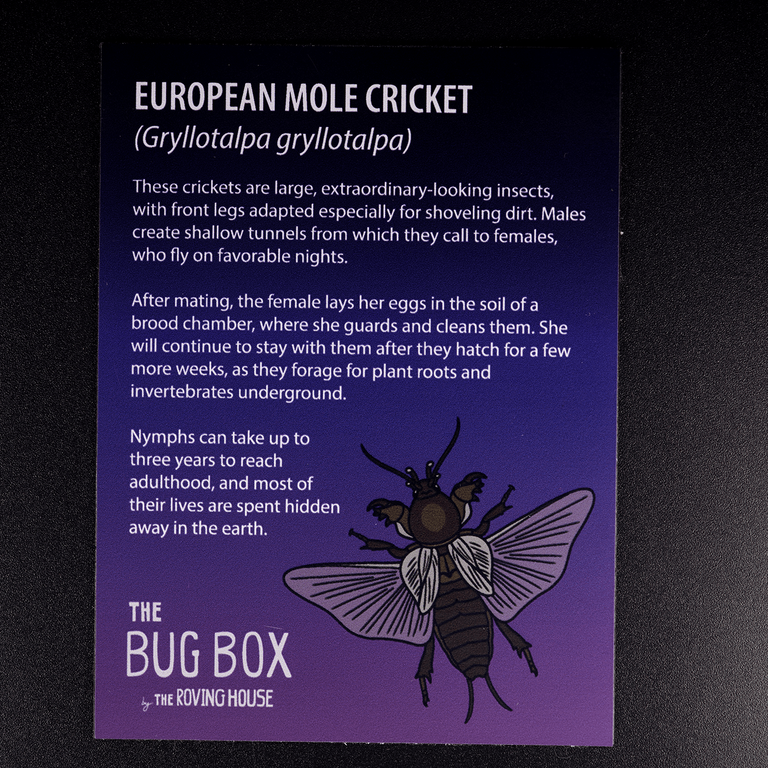 Bug Box Fact Magnets by The Roving House