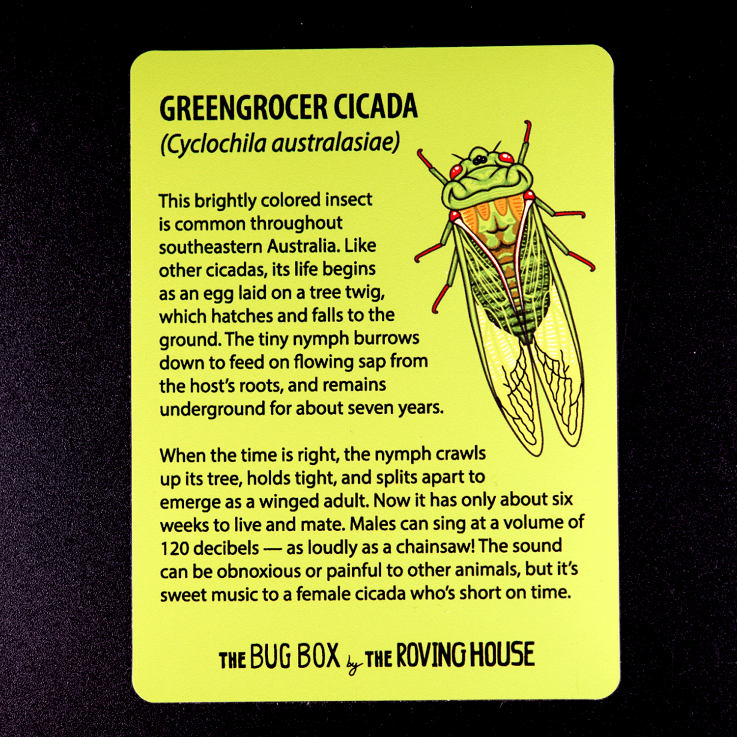 Bug Box Fact Magnets by The Roving House