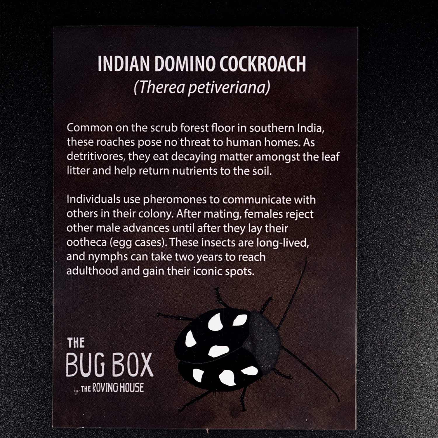 Bug Box Fact Magnets by The Roving House