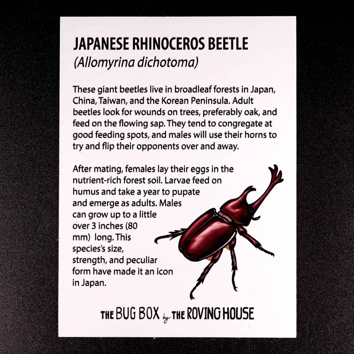 Bug Box Fact Magnets by The Roving House