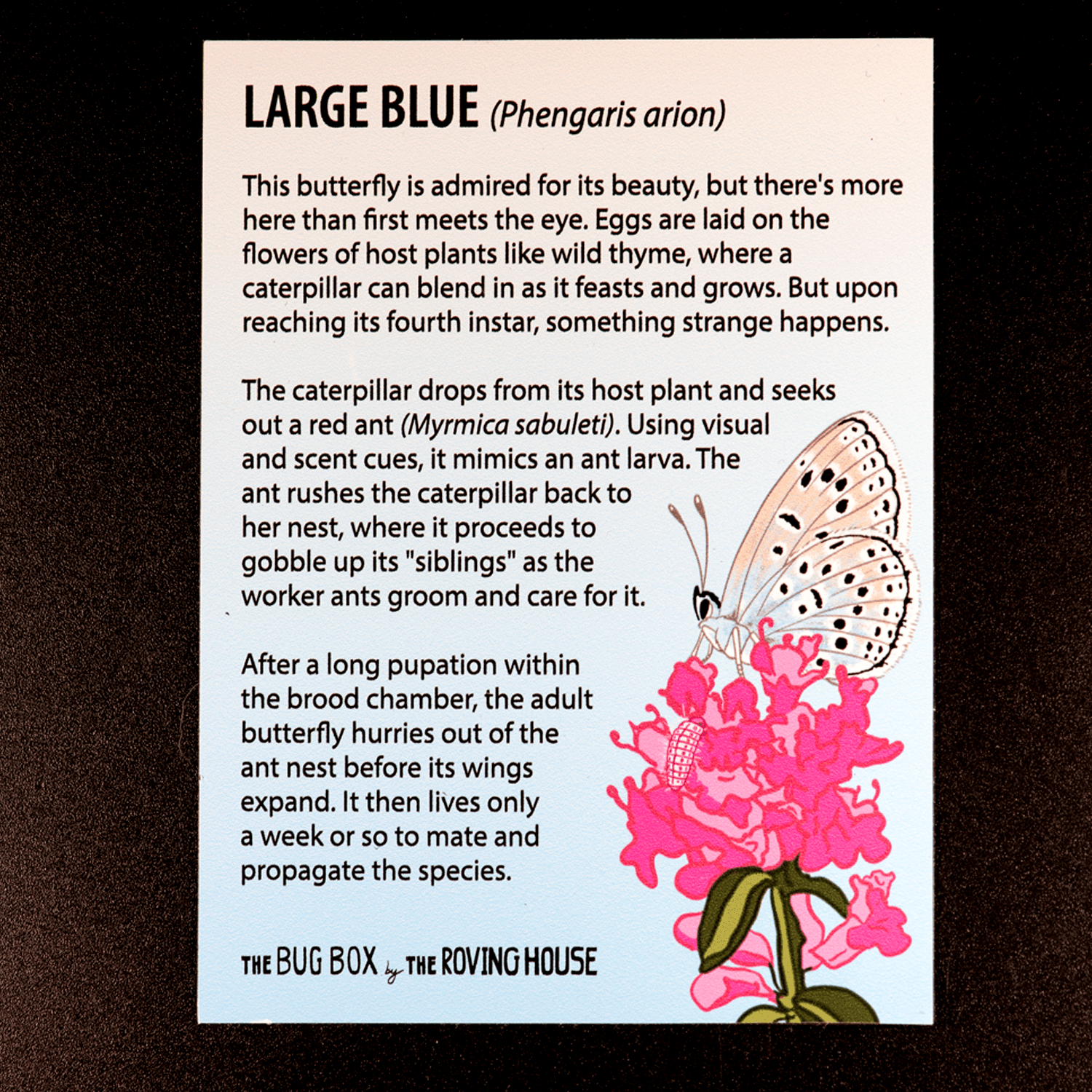 Bug Box Fact Magnets by The Roving House