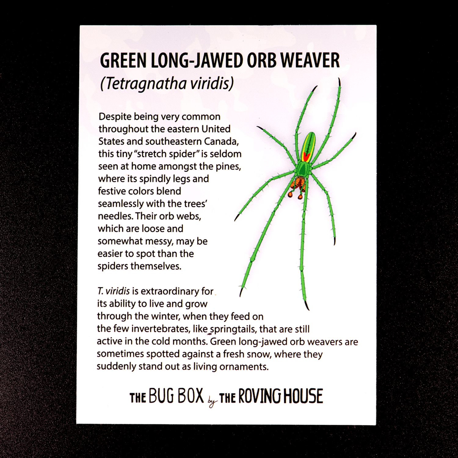 Bug Box Fact Magnets by The Roving House