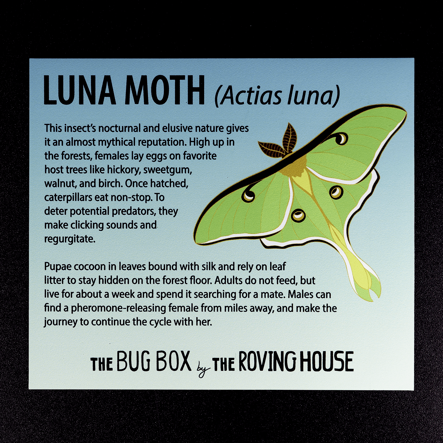 Bug Box Fact Magnets by The Roving House