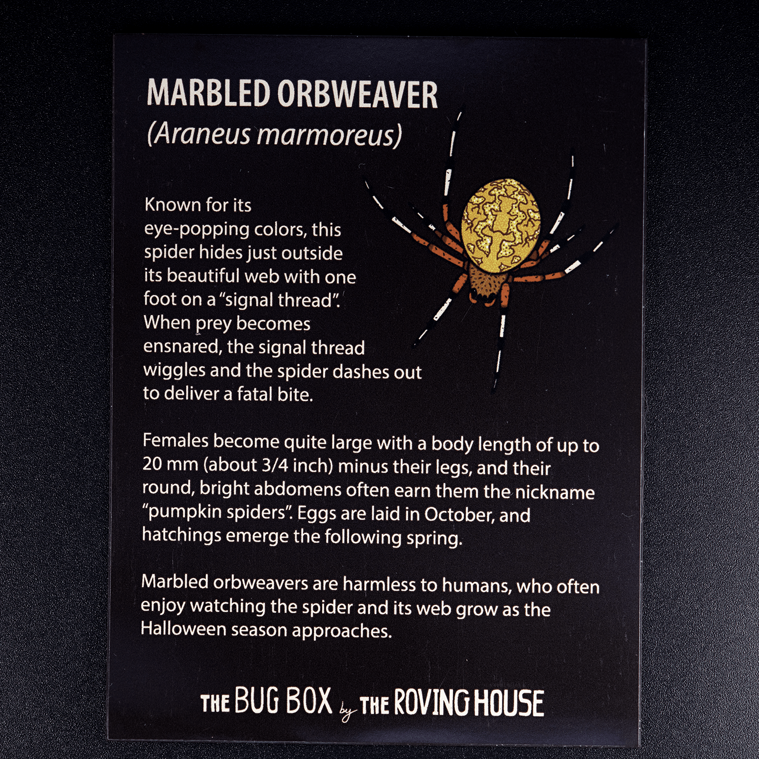 Bug Box Fact Magnets by The Roving House