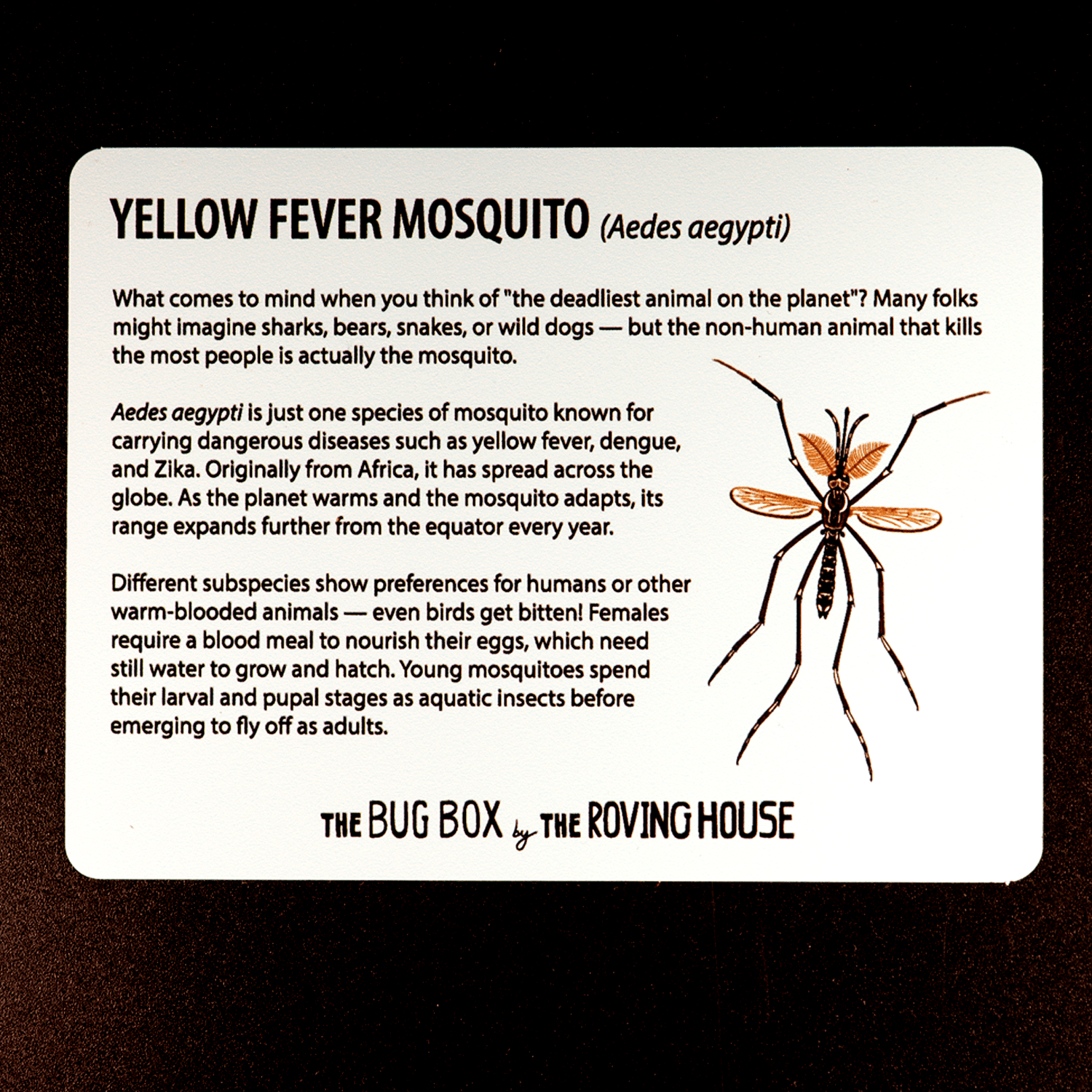 Bug Box Fact Magnets by The Roving House