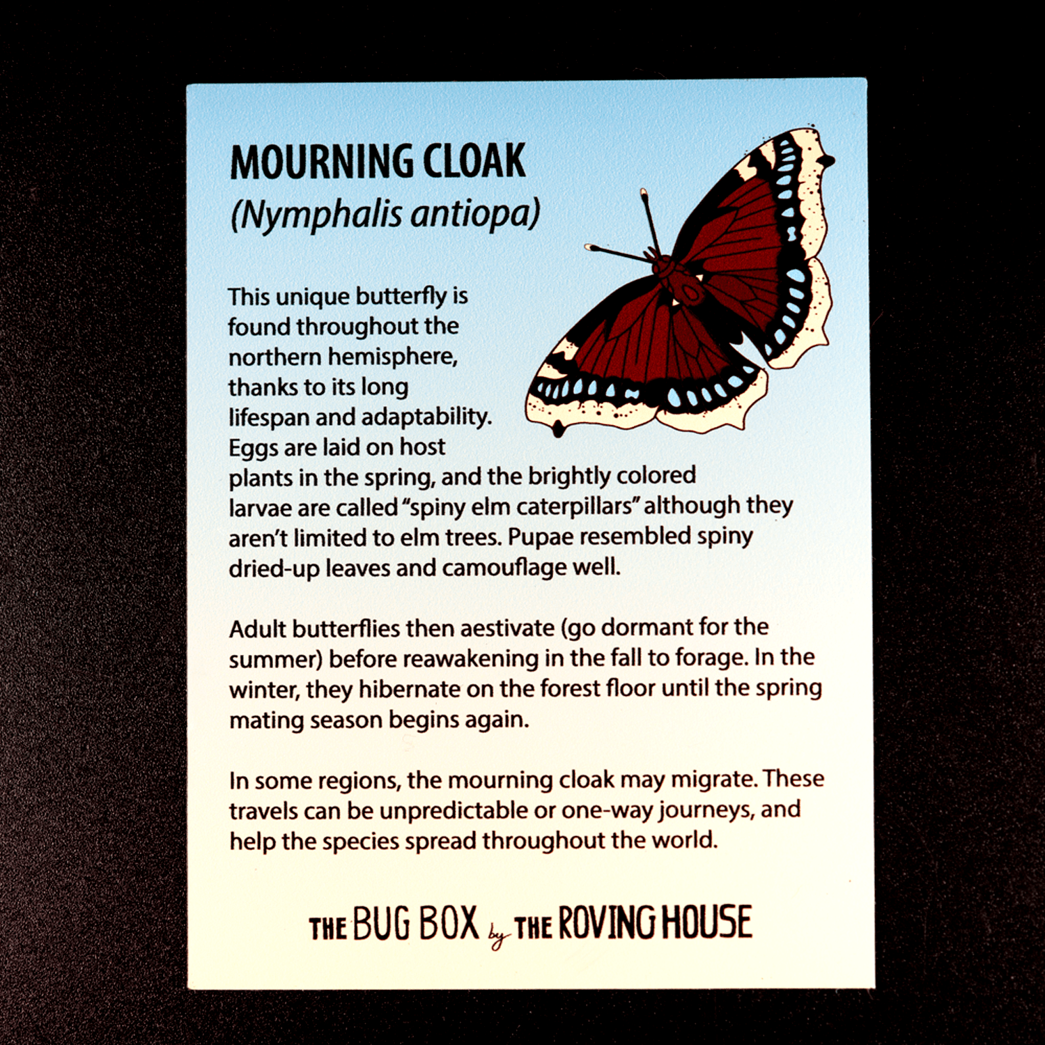 Bug Box Fact Magnets by The Roving House