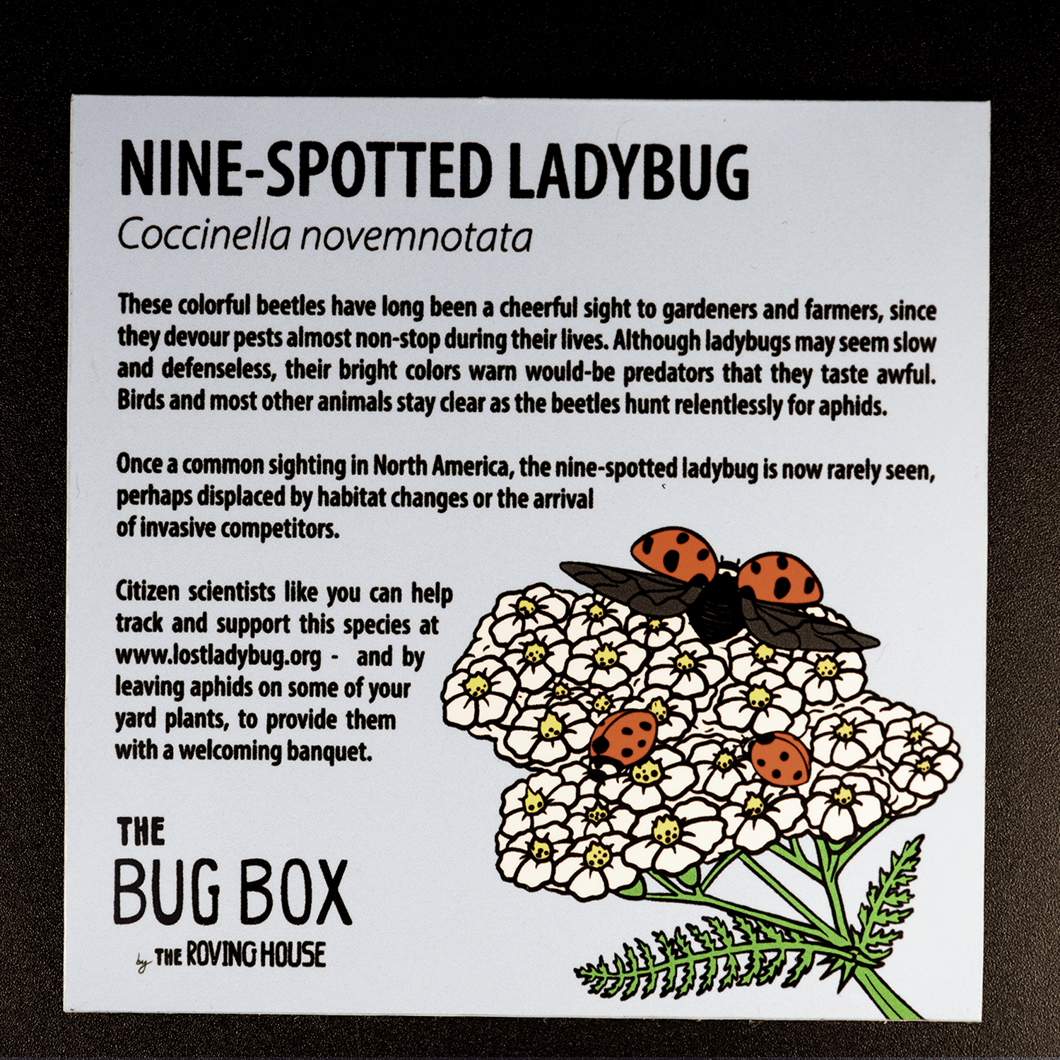 Bug Box Fact Magnets by The Roving House