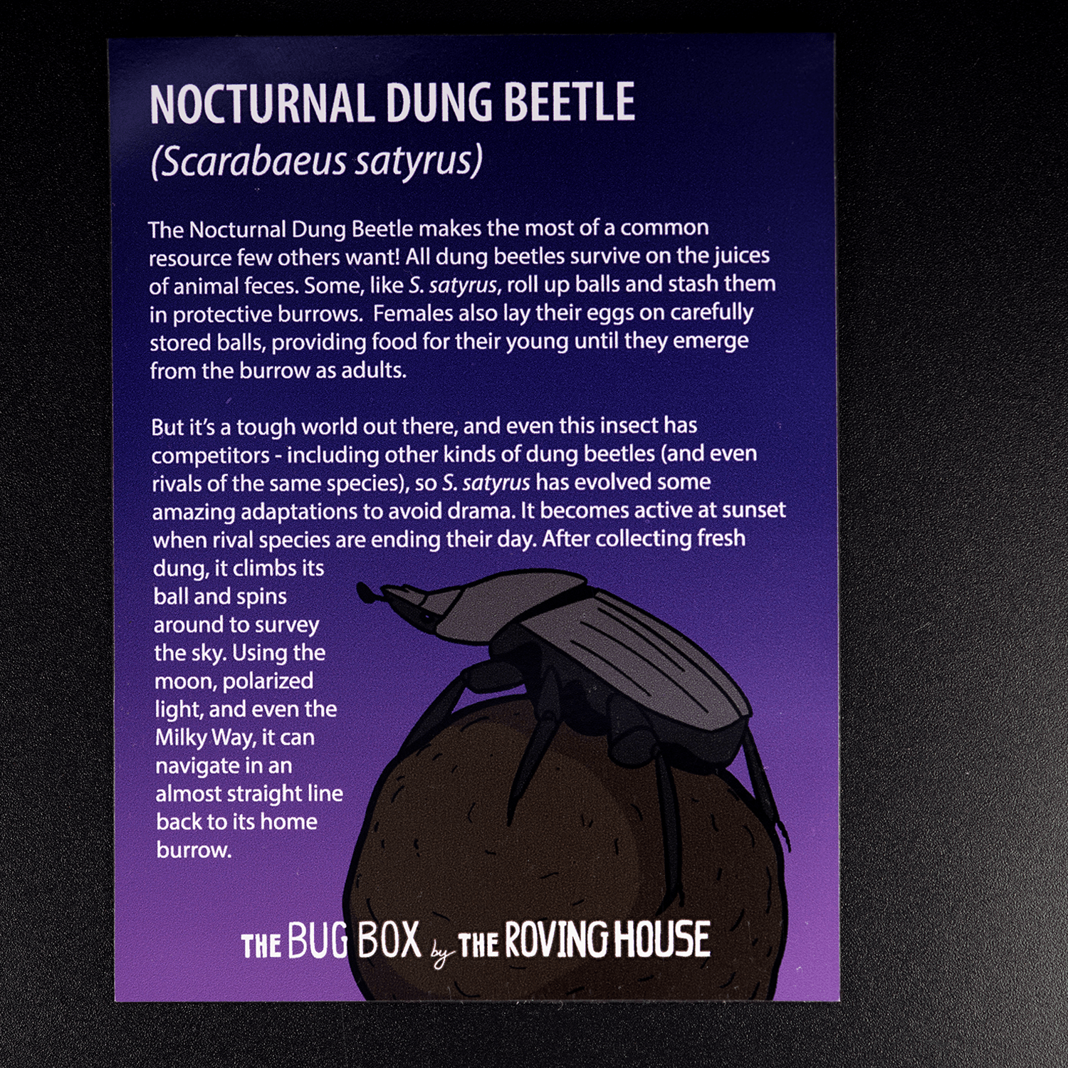 Bug Box Fact Magnets by The Roving House