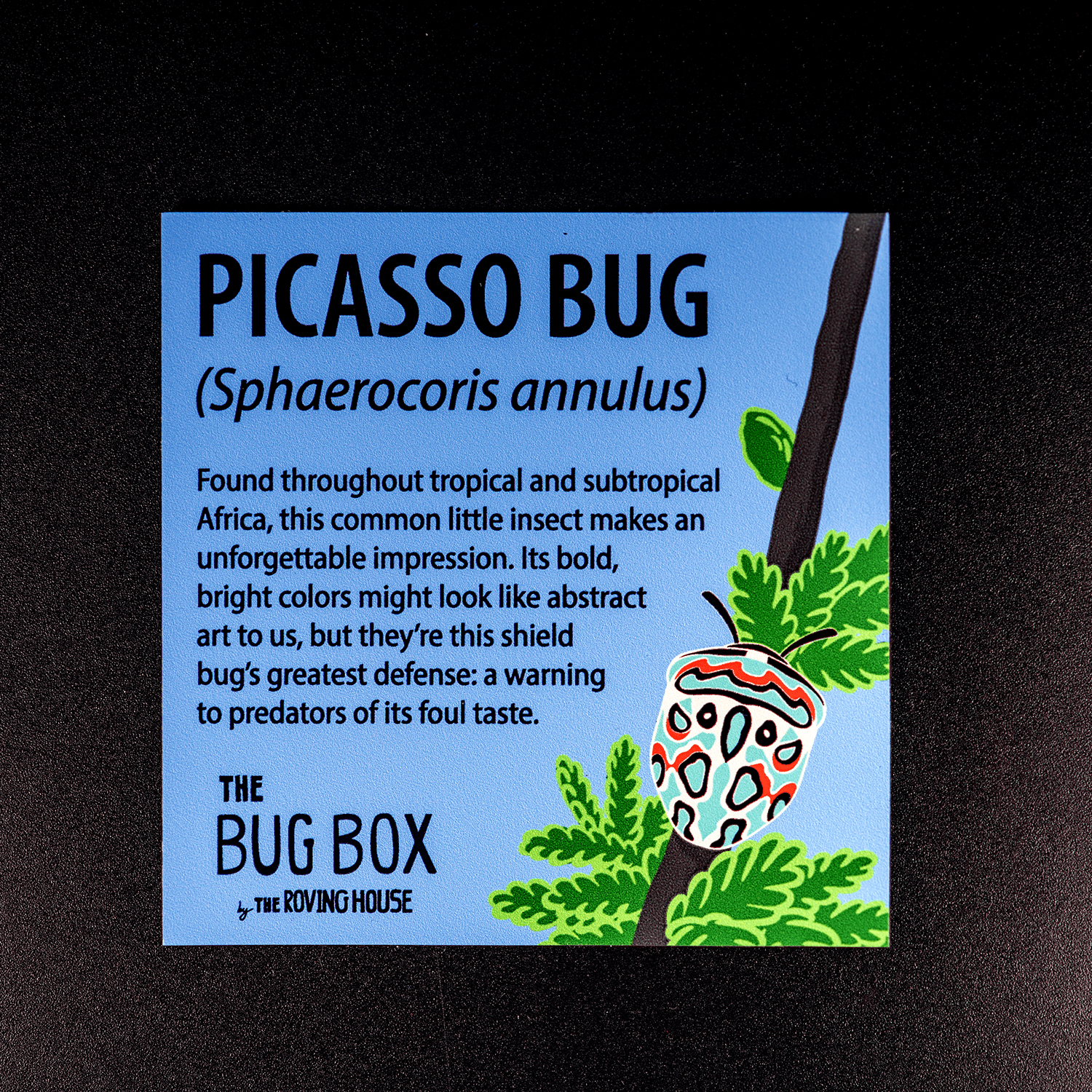 Bug Box Fact Magnets by The Roving House