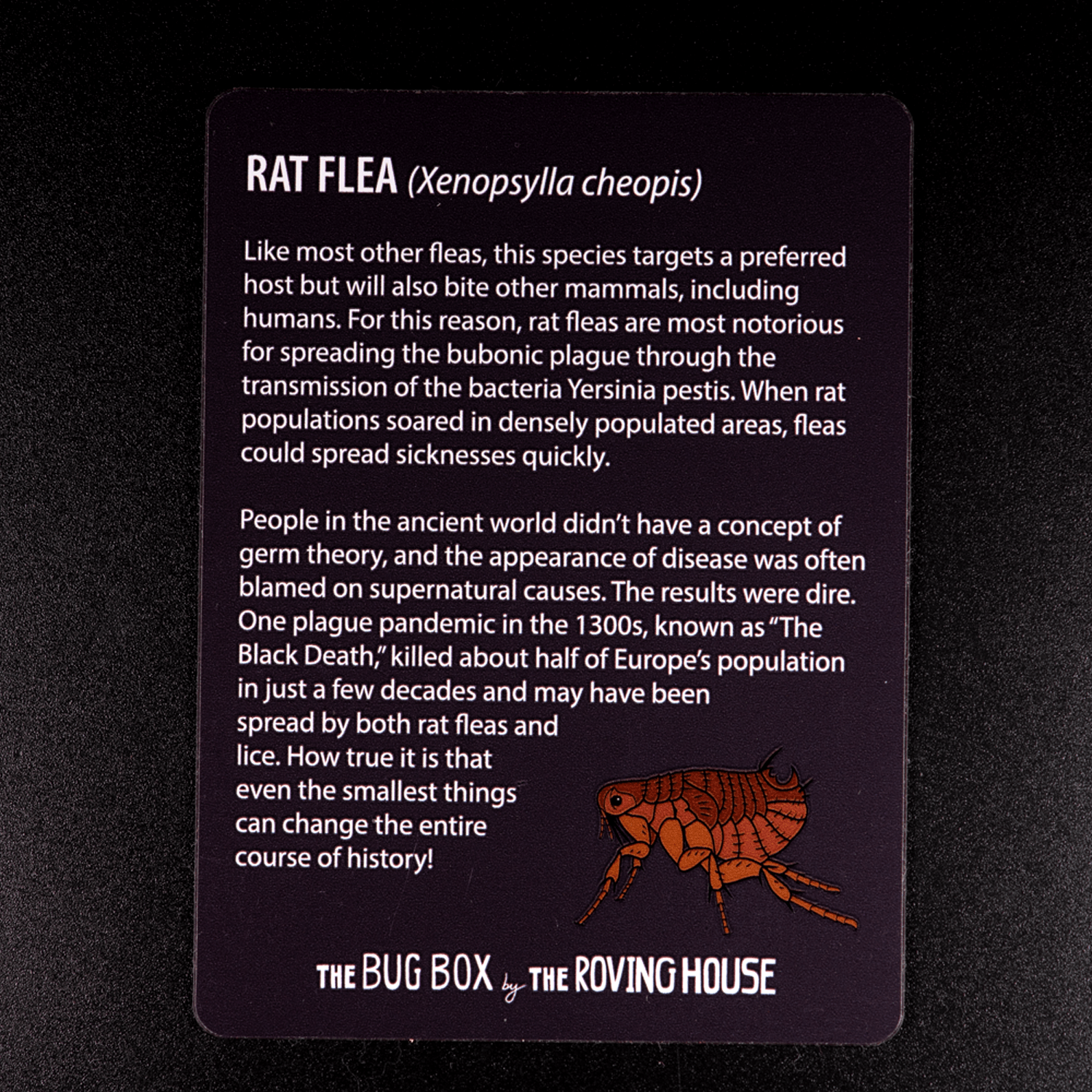 Bug Box Fact Magnets by The Roving House