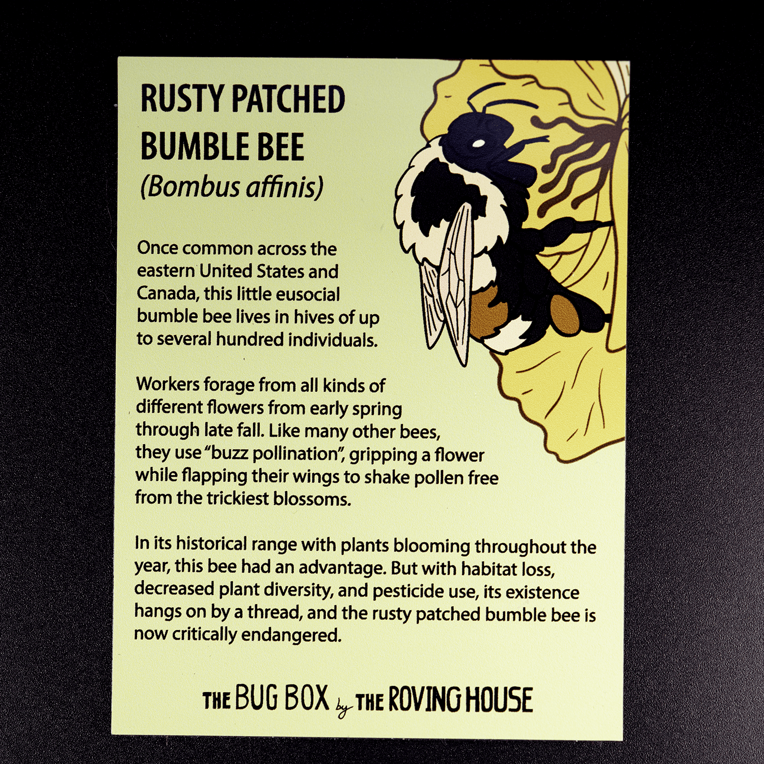 Bug Box Fact Magnets by The Roving House