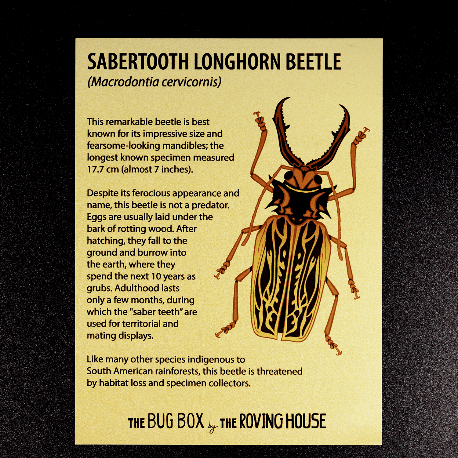 Bug Box Fact Magnets by The Roving House