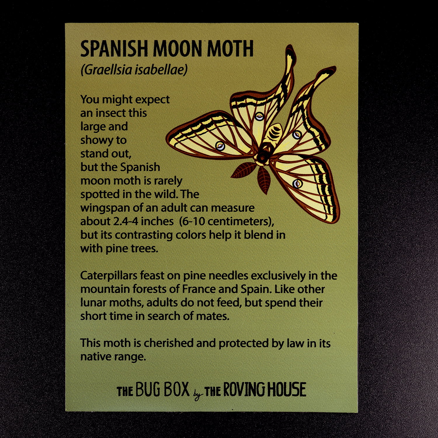 Bug Box Fact Magnets by The Roving House