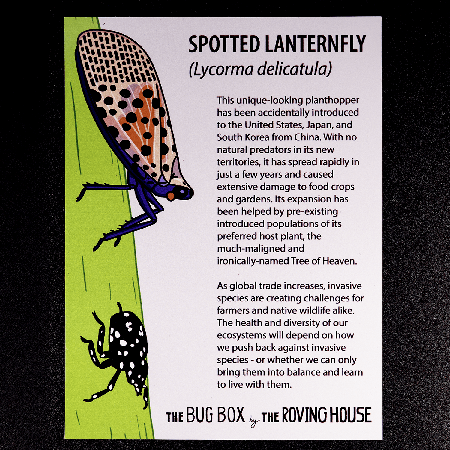 Bug Box Fact Magnets by The Roving House