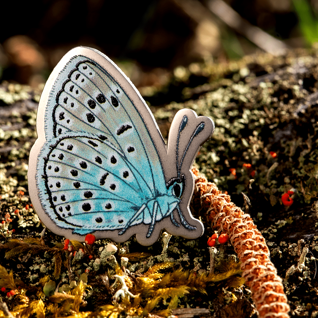 March 2024 Bug Box (Large Blue Butterfly) by The Roving House