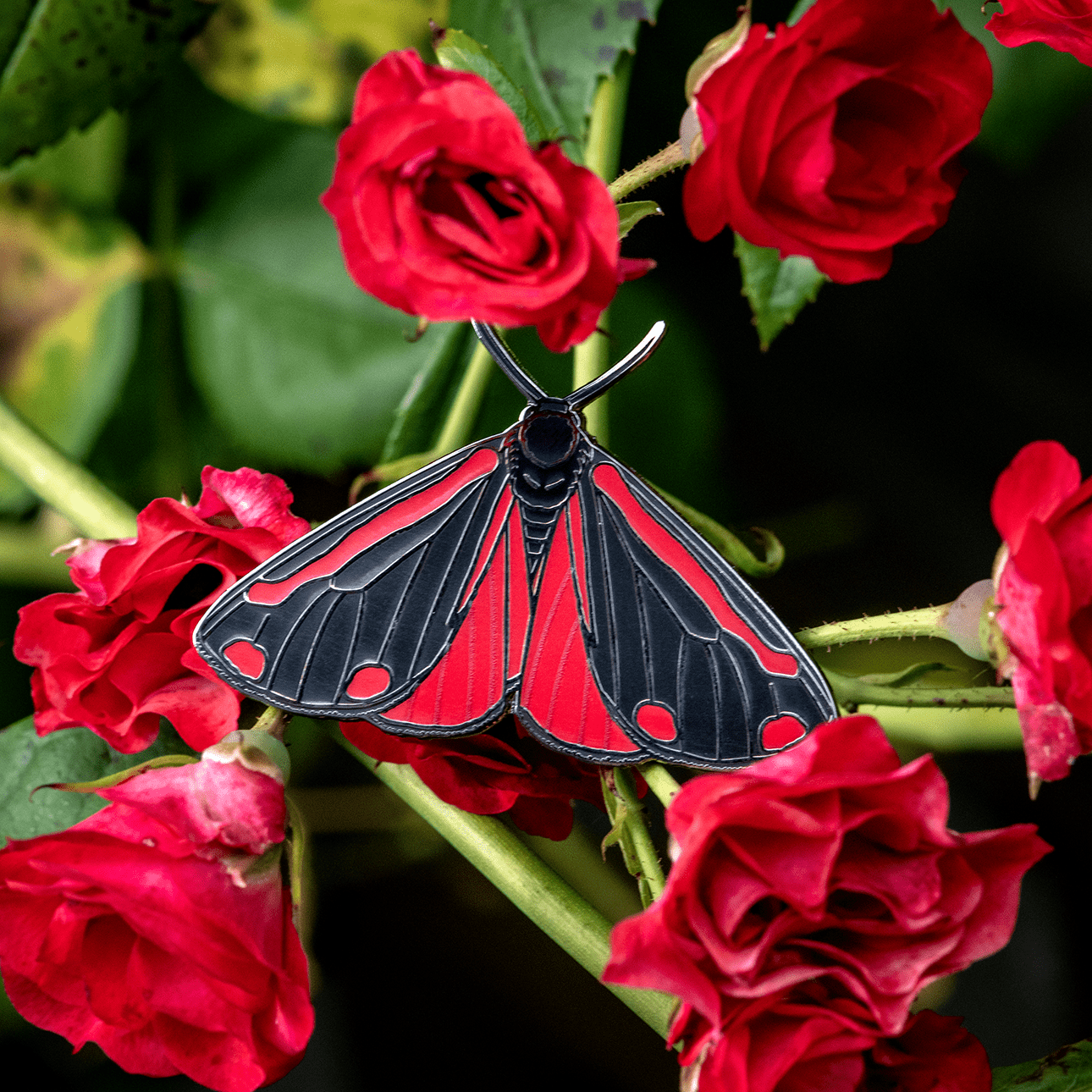 Cinnabar Moth Bug Box by The Roving House