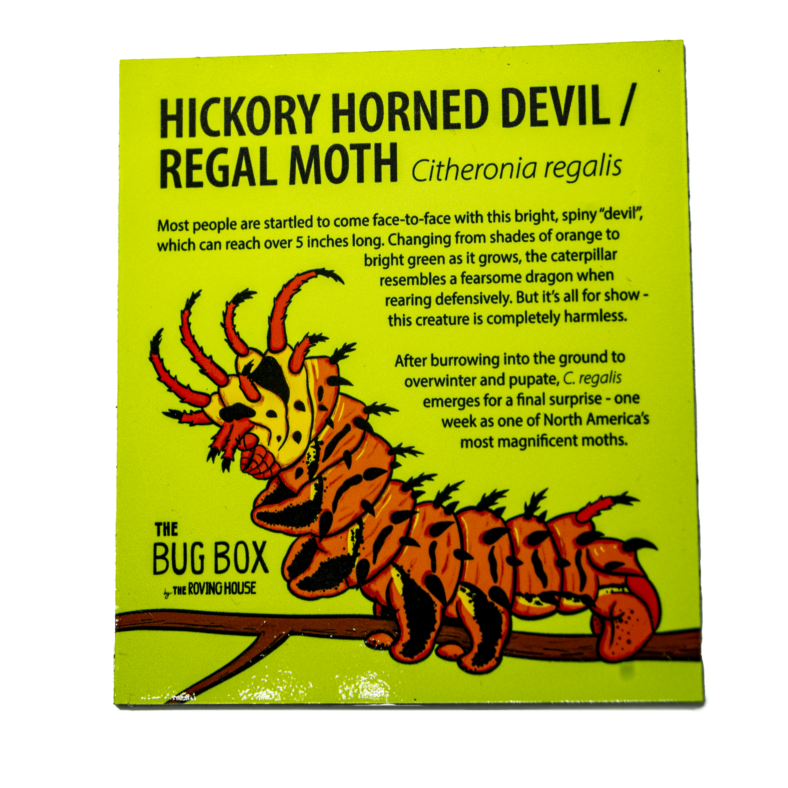 Bug Box Fact Magnets by The Roving House