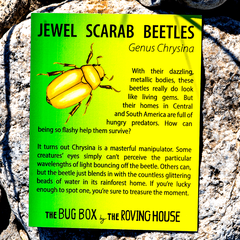 Bug Box Fact Magnets by The Roving House