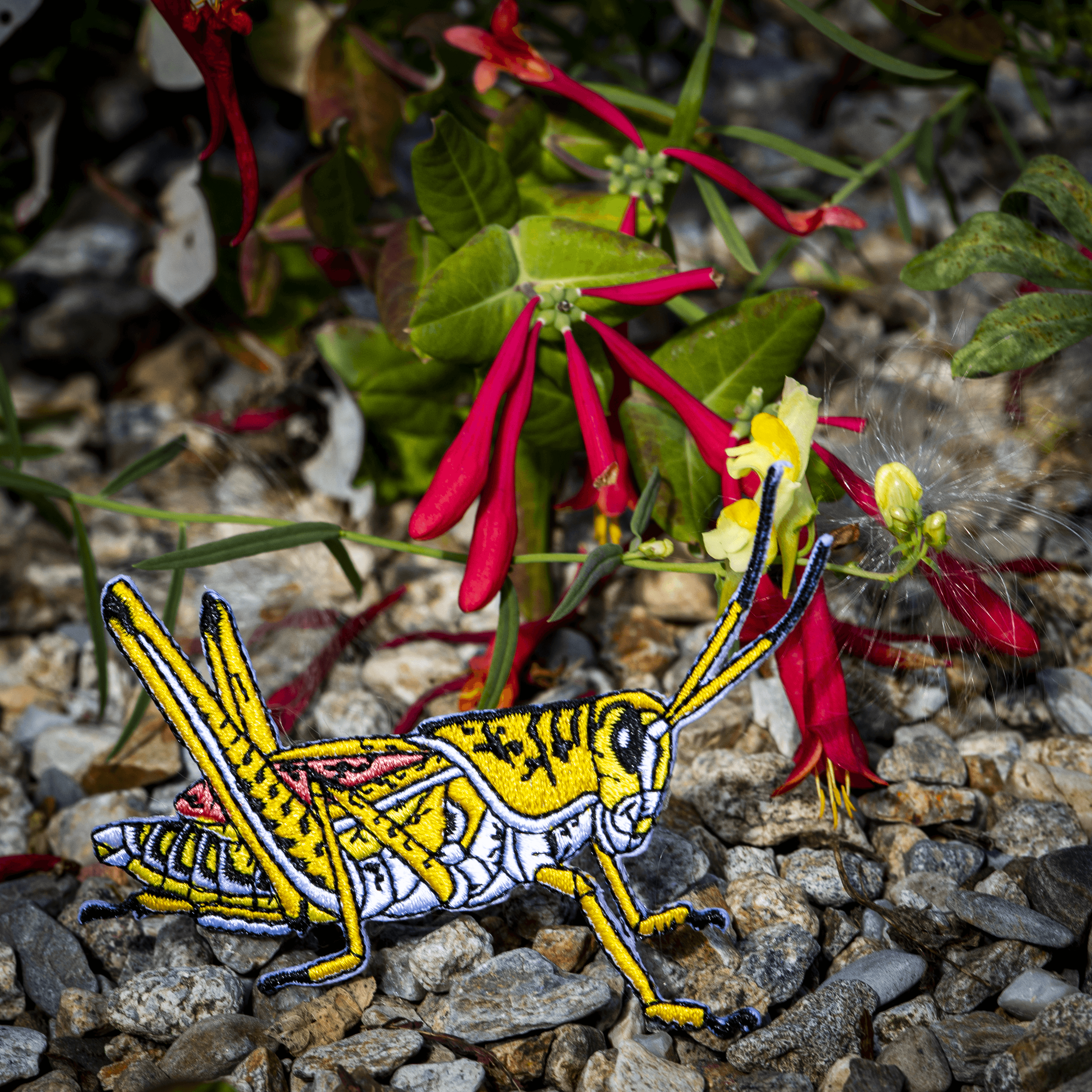 Eastern Lubber Grasshopper Patch by The Roving House