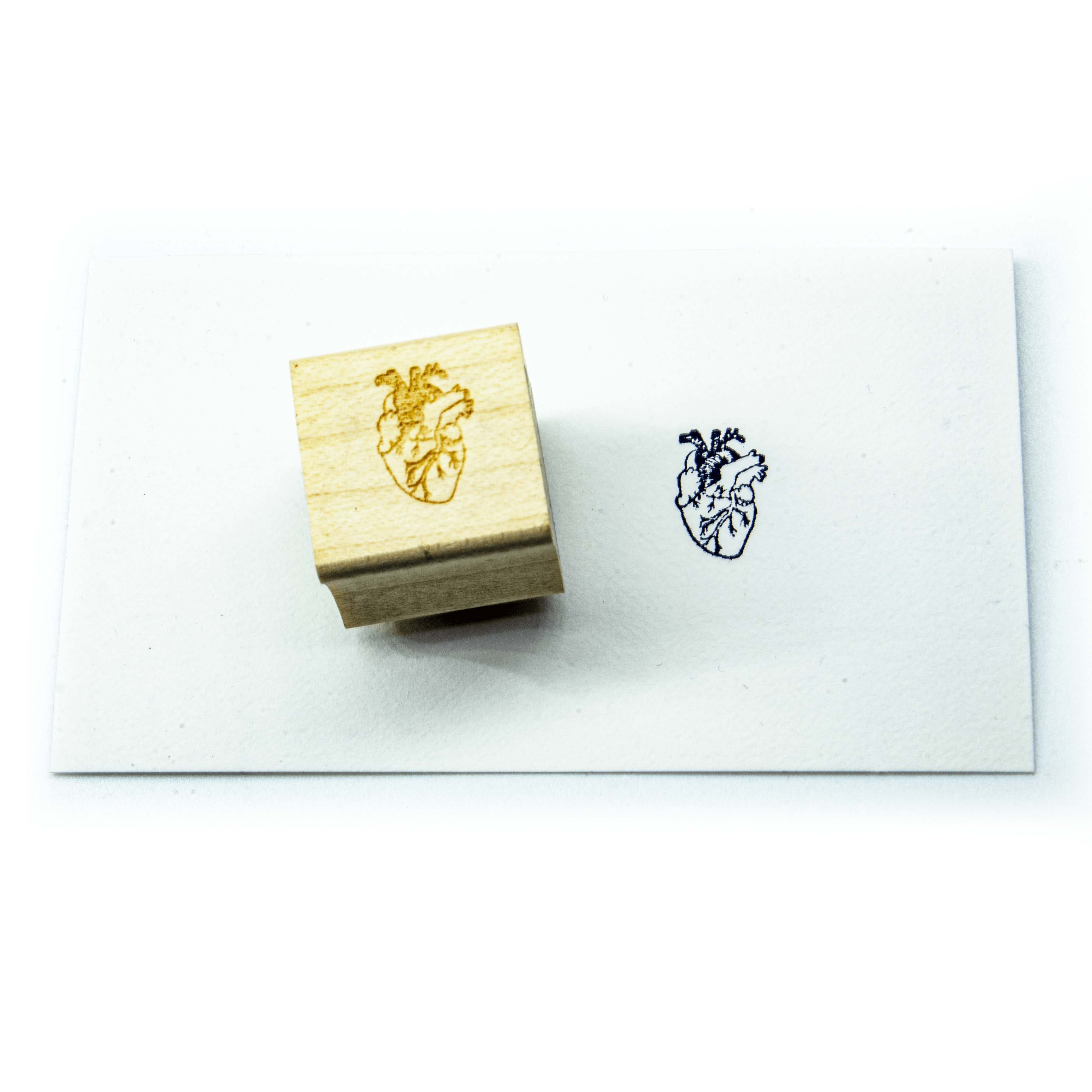 Anatomical Heart Stamp Block