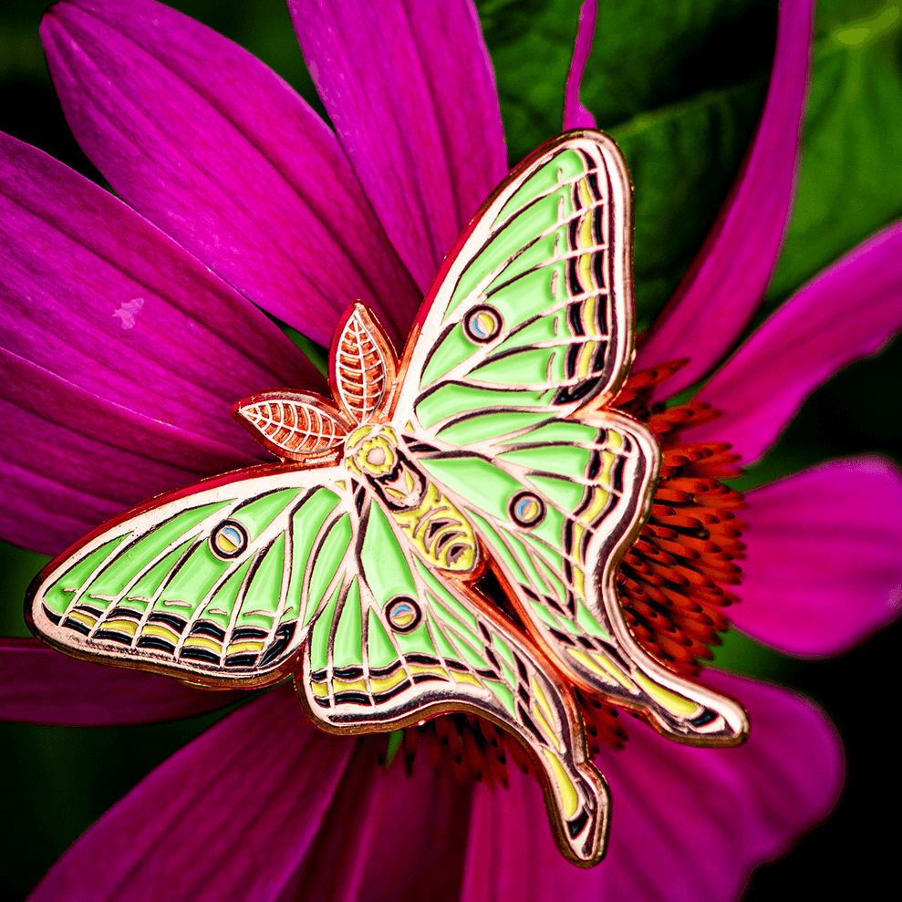 Spanish Moon Moth Male Pin by The Roving House