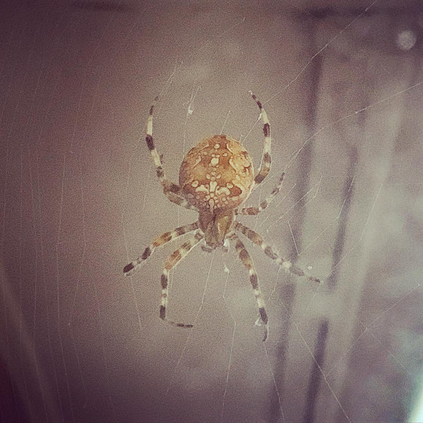 That’s some spider! - The Roving House