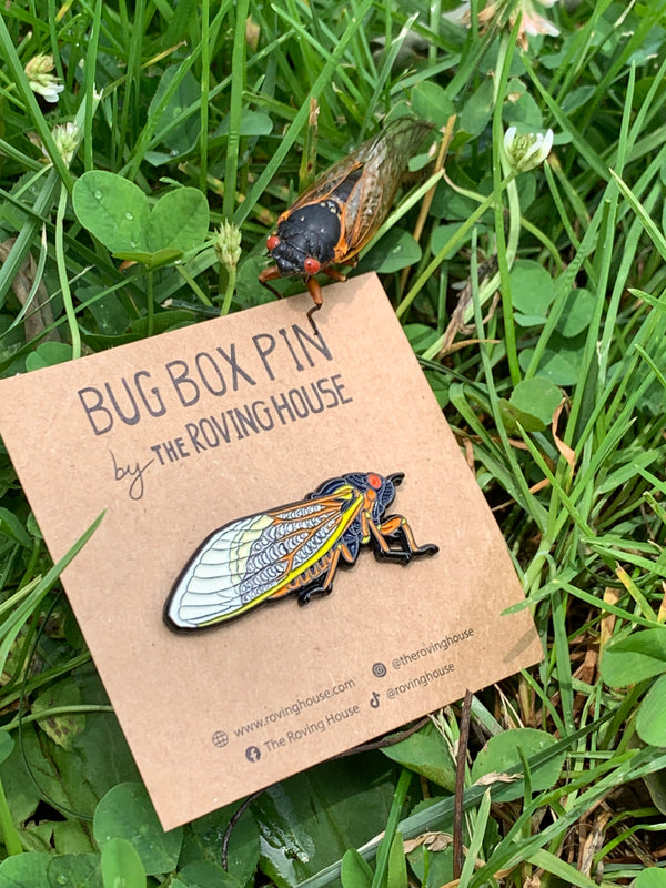 The stars of summer 2021: the Periodical Cicadas - The Roving House