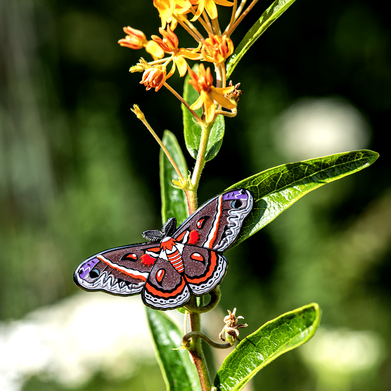Cecropia Moth Bug Box by The Roving House