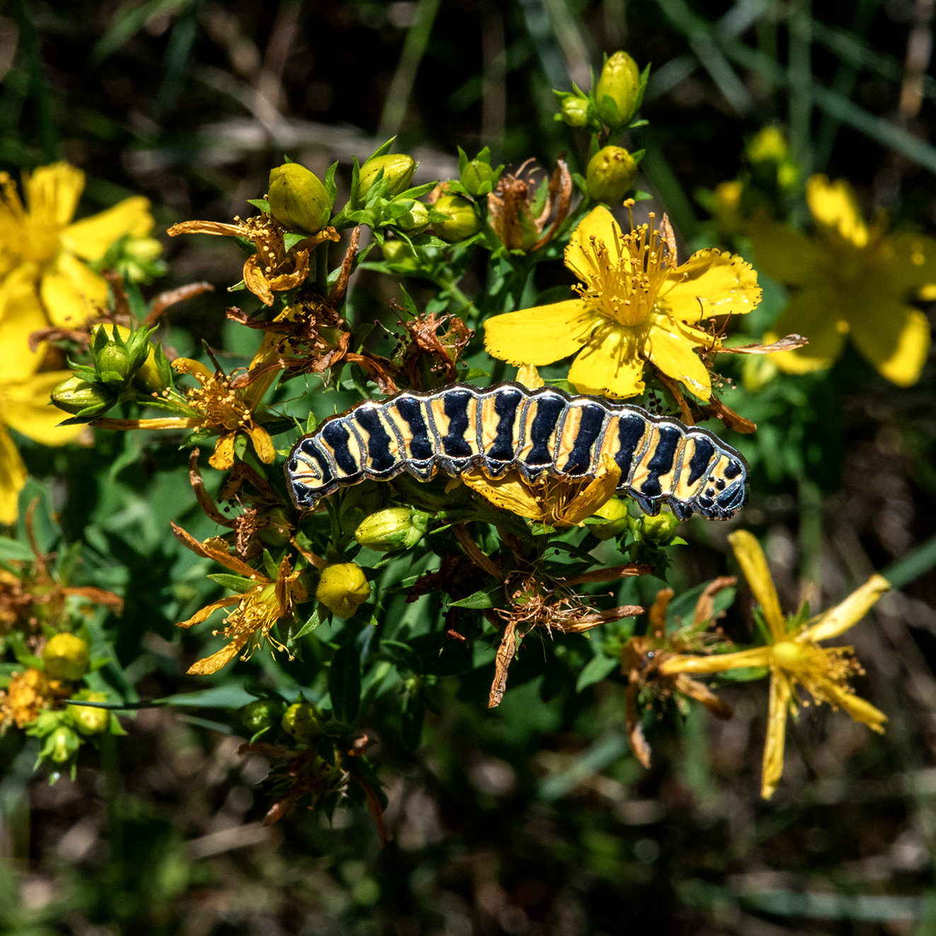 Cinnabar Moth Bug Box