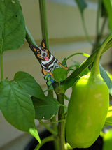 GMY$ "Guacamole" Dog Pin
