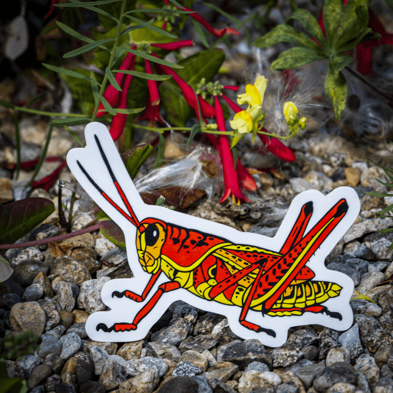 Eastern Lubber Grasshopper Sticker by The Roving House