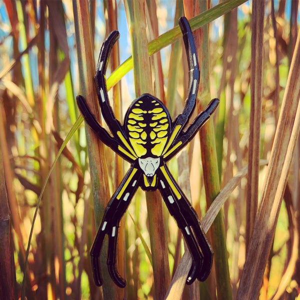 A life sized black and yellow Argiope aurantia enamel pin on bluestem grass.