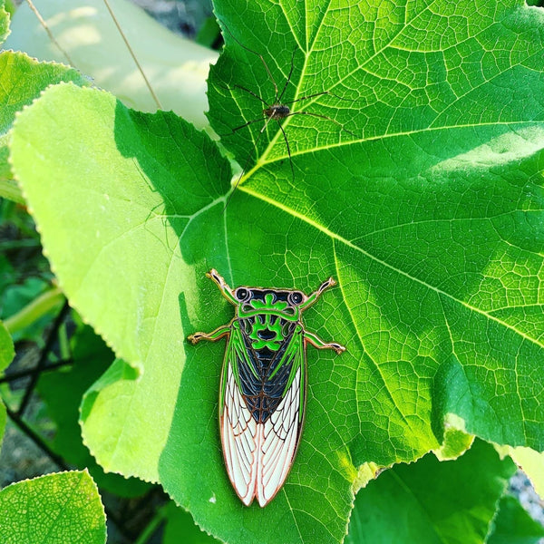 An enamel pin of a green, black, and copper colored annual dog day cicada pinned to a garden squash vine leaf, next to a daddy longlegs.
