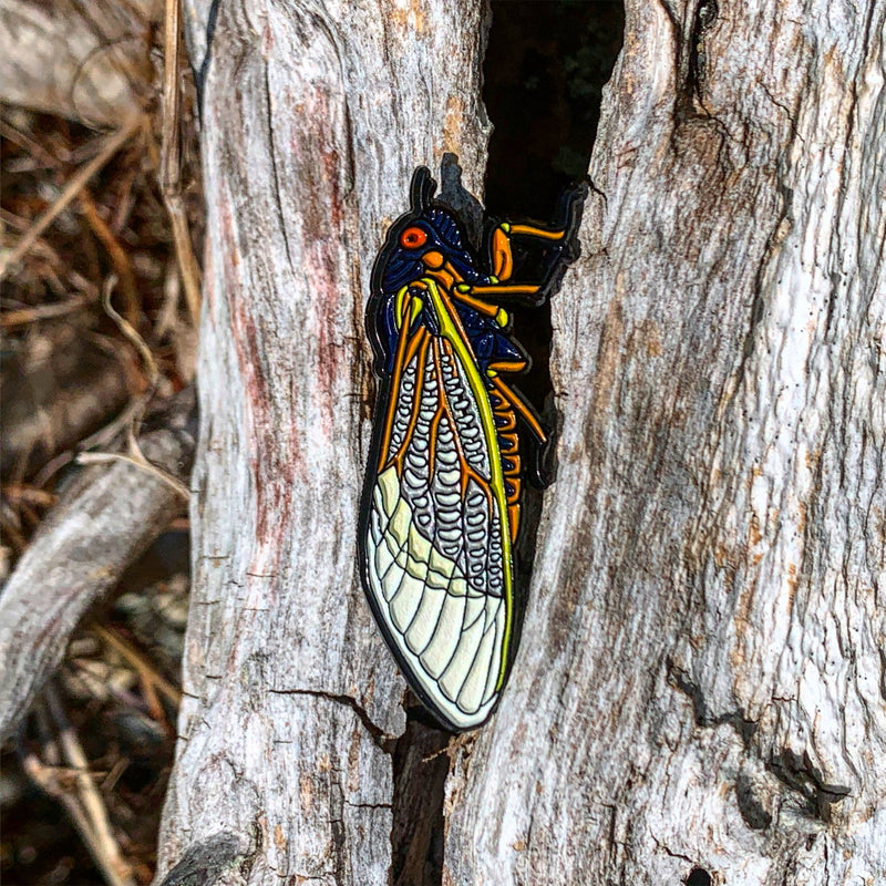 An enamel pin of a blue, orange, yellow, and white periodical cicada with bright red eyes. It appears to crawl up a piece of wood.