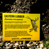 September 2022 Bug Box (Eastern Lubber) by The Roving House