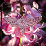 White-lined Sphinx Moth Pin | Raw for Modding by The Roving House